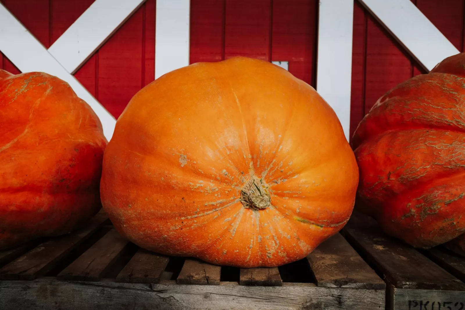 Chattanooga's Giant Pumpkin Weigh-Off Is Saturday, and It's Free to Watch