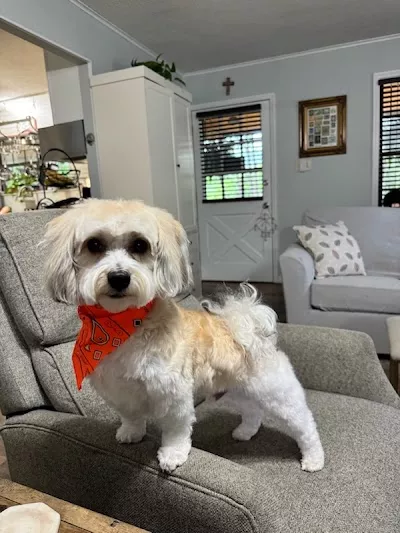 B & B Dapper Paws Corp