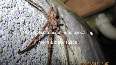 Battlefield Pest Services