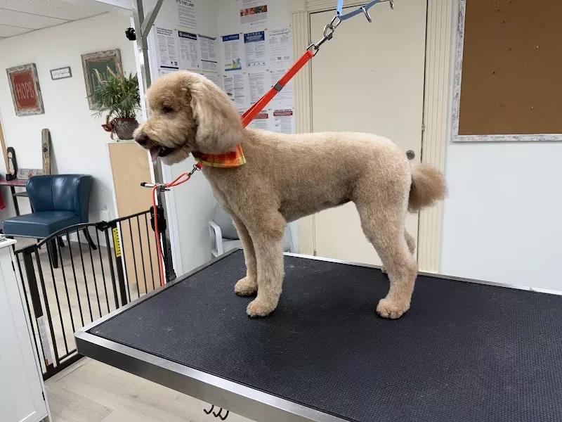 Best Grooming LLC