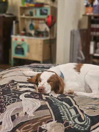 Blowing Springs Kennel