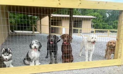 Doghouse Chattanooga