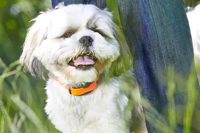 DogWatch of Chattanooga