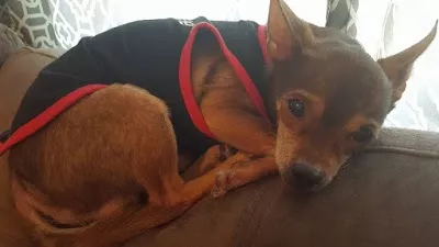 Dusty Paws Pet Grooming &Spa
