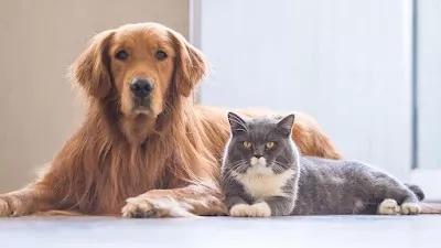 East Ridge Animal Hospital