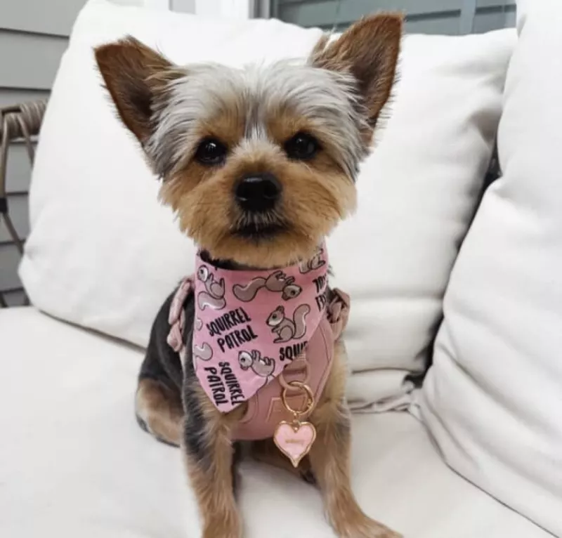 Fashionable Paws