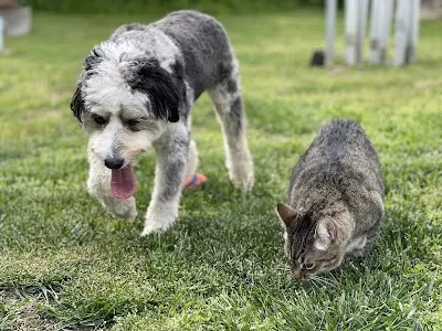 Fort Oglethorpe Pet Wellness Center