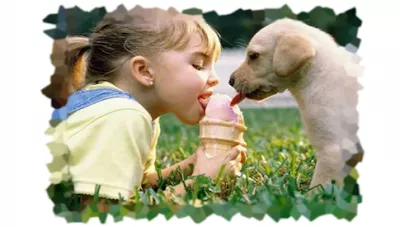 Good Dog Pet Grooming