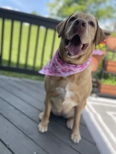 Hairy Styles Pet Grooming