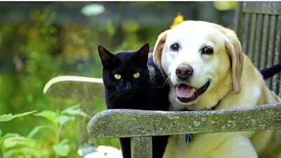 Hixson Pet Wellness Center: Denise Jones D.V.M.