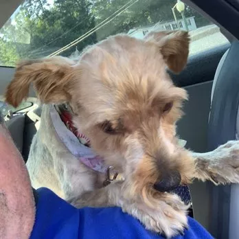 House of Pets Grooming