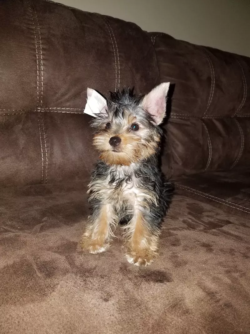 Kim's K9 Critter Care