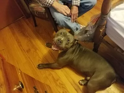 Lookout Valley Pet Hospital