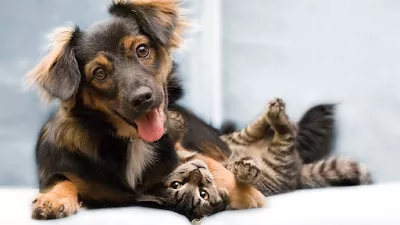 Middle Valley Animal Hospital