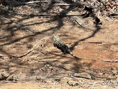 Nuclear Pest Control