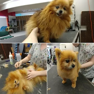 Pick of the Litter Grooming Salon