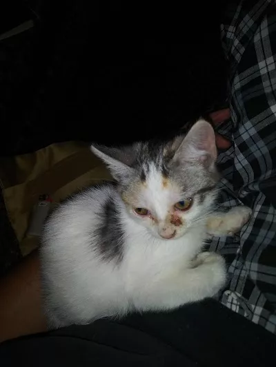 Red Bank Animal Hospital: Boggan Elizabeth DVM