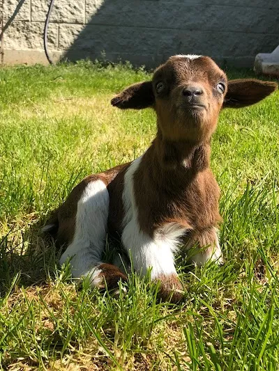 Sequoyah Animal Hospital