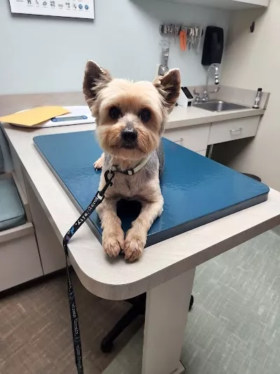 Shallowford Animal Hospital