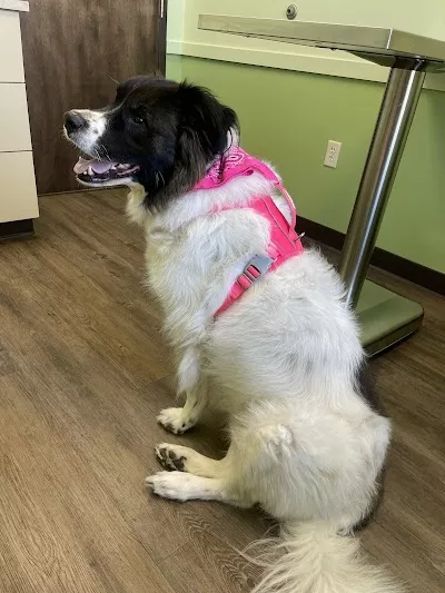 South Town Veterinary Clinic