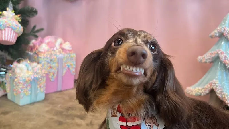Southern Paws Dog Grooming & Spa