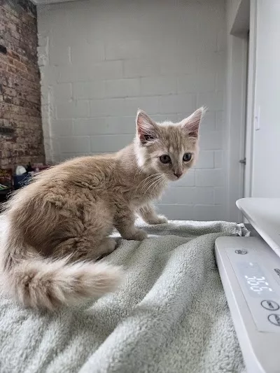 Southside Veterinary Clinic