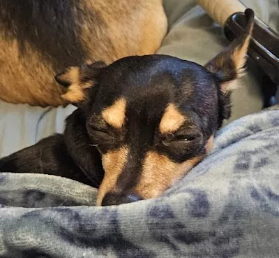 The Animal Medical Center of Fort Oglethorpe