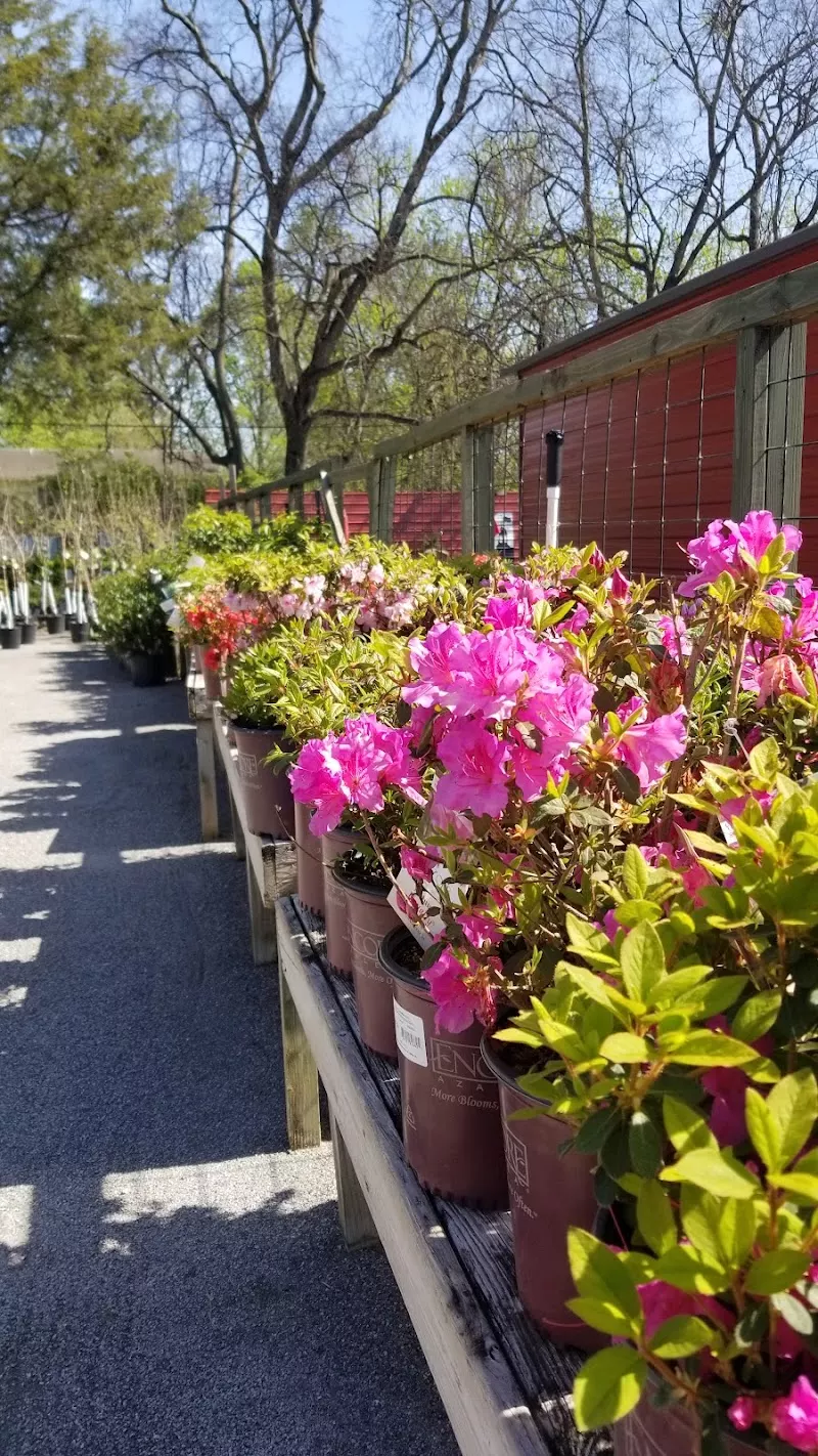 The Backyard Nursery