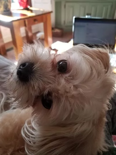 VCA Old Mill Pet Inn