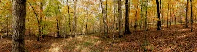 White Oak Design