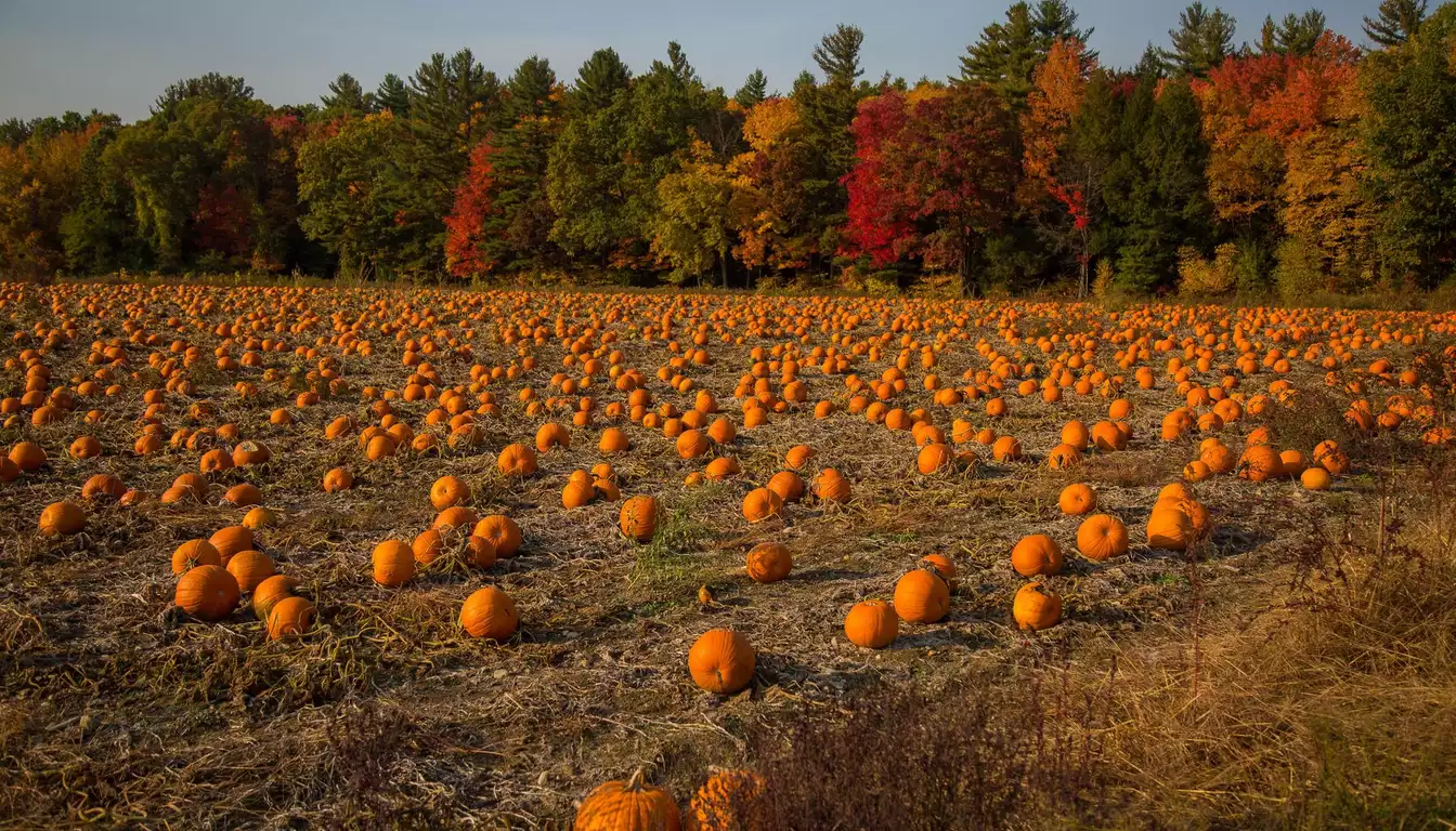 Pumpkin Patches & Corn Mazes Near Chattanooga